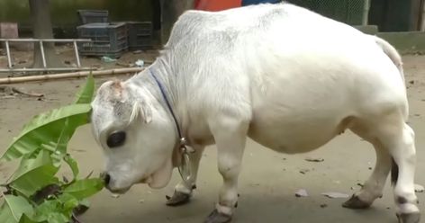 The World’s Smallest Cow Is The Size Of A Small Dog Small Cows, Negative People Quotes, Diy Mosquito Repellent, Miniature Cows, Summer Barbeque, Small Cow, Mosquito Control, Guinness World Records, Negative People