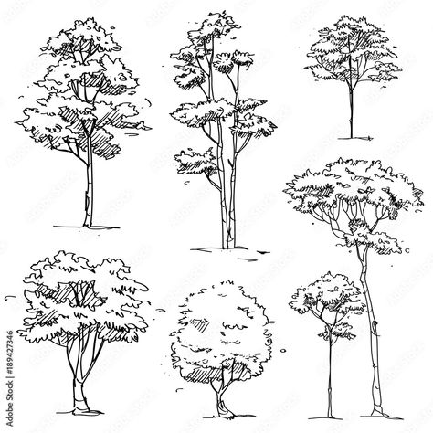 Architectural Trees, Tree Drawing Simple, Trees Vector, Plant Sketches, Illustration Landscape, Landscape Design Drawings, Landscape Architecture Drawing, Desain Lanskap, Tree Sketches