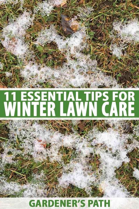 Winter Lawn Care, Fall Lawn Care, Zoysia Grass, Fall Lawn, Lawn Care Tips, Healthy Lawn, Lawn Maintenance, Hydroponic Gardening, Grass Seed