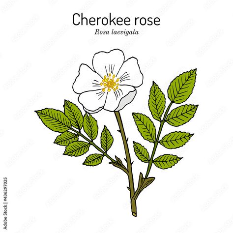 Georgia Flower, Rose Tattoo Meaning, Cherokee Rose, Rose Drawing, Drawing Easy, Rose Tattoo, Flower Drawing, Easy Drawings, Tattoos