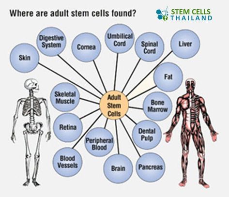 What Is Stem, Cord Blood Banking, Cell Division, Stem Cell Therapy, Cell Therapy, Regenerative Medicine, Bone Marrow, Science Biology, Stem Cells