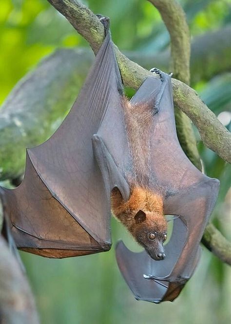 Bat Reference, Fox Bat, Regard Animal, Bat Species, Bat Flying, Flying Fox, Fruit Bat, Cute Bat, Animal Reference