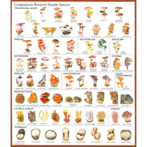 #mushroom #identification Mushroom Identification Chart, Edible Wild Mushrooms, Mushroom Identification, Mushroom Varieties, Mushroom Spores, Mushroom Growing, Mushroom Cultivation, Garden Mushrooms, Mushroom Hunting