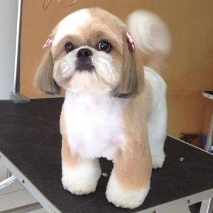 Corte Shitzu, Shitzu Dogs Haircuts, Shih Tzu Hair Styles, Dog Grooming Shih Tzu, Shih Tzu Haircuts, Perro Shih Tzu, Chien Shih Tzu, Shitzu Dogs, Dog Grooming Styles