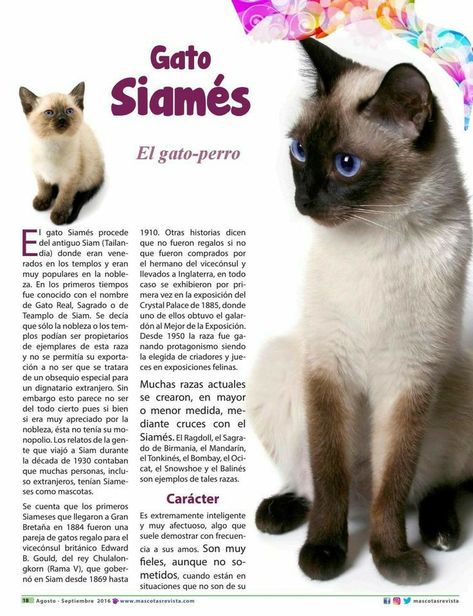 Siamese Dream, Ocicat, Cut Animals, Dream Family, Cat Care Tips, Cat Facts, Cat Diy, Cat Care, Siamese Cats