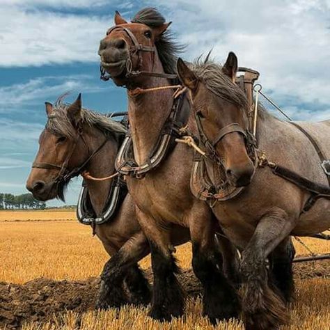 Draft Horses Photo Animaliere, Big Horses, Work Horses, Majestic Horse, All The Pretty Horses, Horse Crazy, Clydesdale, Draft Horses, Horse Photos