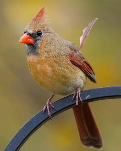 Cardinal bird lover | female Cardinal bird❤️ | Facebook Cardinal Art, Pileated Woodpecker, Female Cardinal, Art Female, Cardinal Bird, Cardinal Birds, Bird Lover, Bird Pictures, Bird Photography