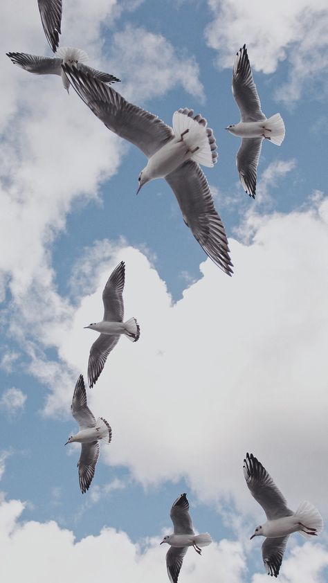 Albatross Wallpaper Aesthetic, Birds Flying Wallpaper, Albatross Wallpaper, Seagull Wallpaper, Birds In The Sky, Iphone Lockscreen Wallpaper, Minimalist Wallpaper, Background Vintage, Bird Photography