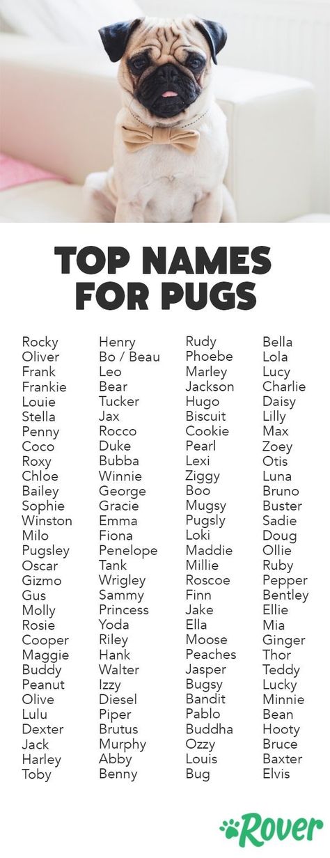 Pet Names For Dogs, Popular Dog Names, Pug Names, Black Pug Puppies, Cute Pug Puppies, Baby Pugs, Puppy Names, Pug Puppies, Happy Puppy