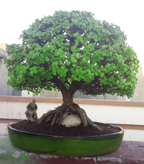 Jade Plant Bonsai, Bonsai Trees For Sale, Bonsai Diy, Bonsai Pruning, Topiary Diy, Bonsai Ficus, Jade Bonsai, Bonsai Tree Care, Bonsai Soil