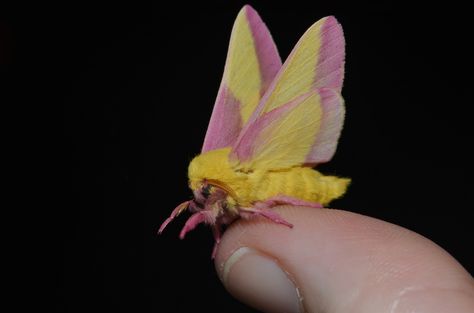 # 7715 – Dryocampa rubicunda – Rosy Maple Moth | by Wildreturn Rosy Maple Moths, Pink And Yellow Moth, Moth Makeup, Pink And Yellow Butterfly, Moth Lamp, Baby Moth, Cute Moths, Silk Moths, Poodle Moth