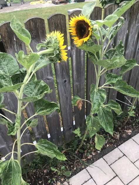 A whole row of sunflowers and these are the the first two to open. They look so nice they cant stop looking at each other. Sunflowers Facing Each Other, Looking At Each Other, Garden Fun, Sunflower Tattoo Design, Sunflower Tattoo, First Second, Garden Diy, So Nice, Horticulture