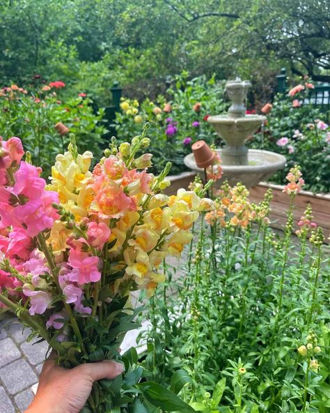 Snapdragons are one of my absolute favorite flowers to grow. Their vibrant colors and whimsical shapes bring so much joy and character to my garden. Over the years, I’ve learned some valuable tips and tricks to keep snapdragons blooming longer, ensuring continuous color throughout the season. 🌸 If you love snapdragons as much as I do and want to enjoy their beauty for as long as possible, this post is for you. Comment “more blooms” and I’ll share my tried-and-true methods to help you achieve... Snapdragon Garden Design, Flower Garden Photos, Front Yard Cut Flower Garden, Cut Flowers Garden, Home Flower Garden Ideas, Beginner Flower Garden, Cut Flower Garden Design, Small Cut Flower Garden Layout, Small Flower Garden Design