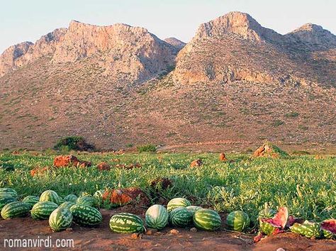 Watermelon field Watermelon Field, Watermelon Farming, Eco Garden, Greece Pictures, Cash Crop, People Illustration, Farm Gardens, National Monuments, Wisteria