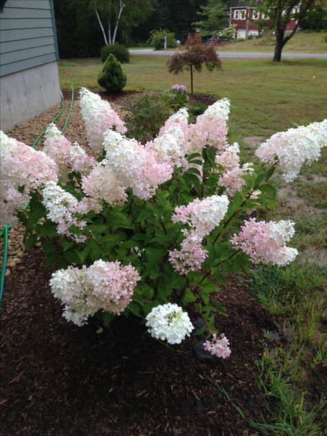 Vanilla Strawberry Hydrangea, Strawberry Hydrangea, Hydrangea Tree, Please Talk To Me, Seafood Salad, Side Yard, Garden Flower, Cut My Hair, England Uk