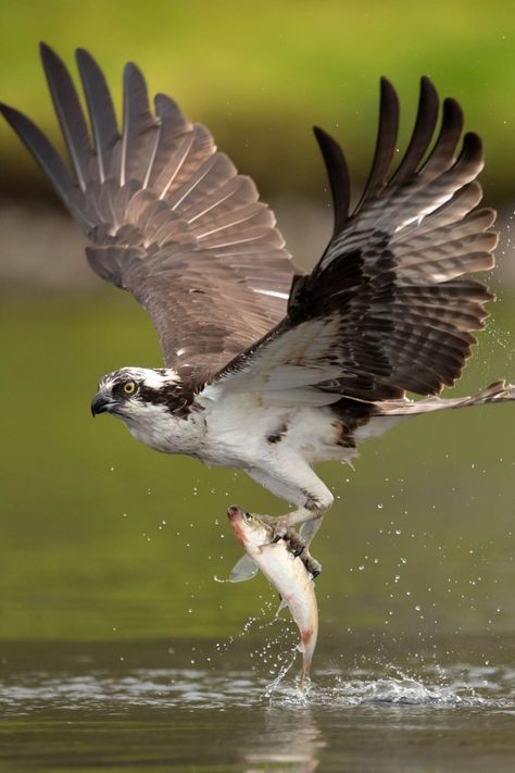 Osprey Catching Fish, Osprey With Fish, Honeyeater Birds, Osprey Photography, Bird Catching Fish, Hawk Aesthetic, Hawk Wallpaper, Osprey Bird, Animals Hunting