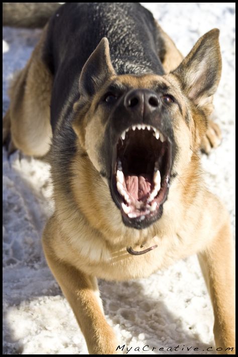 Mya! "SPEAK!" by Jeremy Cliff.  German Shepherd barking. Dog Barking Reference, Aggressive German Shepherd, German Shepherd Barking, Sheperd Dogs, Paint Reference, Dogs Barking, German Sheperd Dogs, Dog Bark, Angry Dog