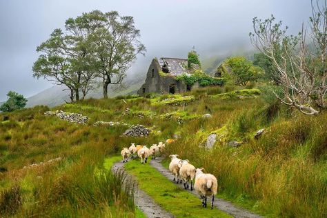 Irish Explorer | Ireland 💚 (@irishexplorer.ie) on Threads Irish Forest, Irish Woods, Irish Folklore Aesthetic, Irish Culture Aesthetic, Irish Aesthetic, Ireland Culture, Irish Folklore, Female Farmer, Irish Countryside