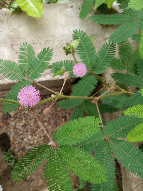 Touch Me Not Plant, Mimosa Plant, Agriculture Pictures, Mimosa Pudica, Medicinal Herbs Garden, Sensitive Plant, Modern Fence Design, Herbal Plants, Yoga Motivation