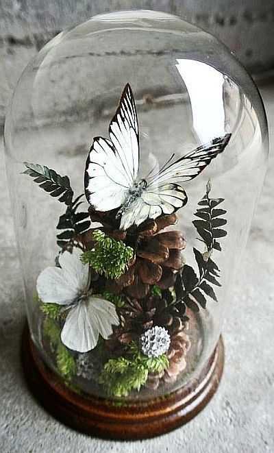 Taxidermy Butterflies, Oddities Decor, Cloche Decor, Specimen Collection, نباتات منزلية, Taxidermy Art, Glass Cloche, The Bell Jar, Centerpiece Ideas