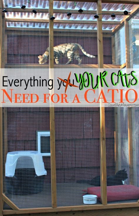 Cats Munchkin, Cat House Ideas, Diy Cat House, Cat House Outdoor, Outside Cat Enclosure, Catio Plans, Diy Cat Enclosure, Pig Care, Cat Area