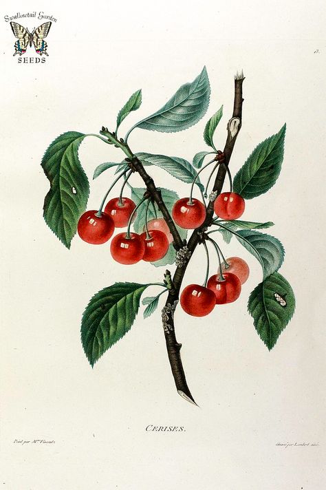 Cerises. Sour cherry, Wild cherry. For pies and tarts. More nutritional than sweet cherries, trees easier to grow. Birds are crazy for them. Cherry Fruit Tree, Cherry Tree Tattoos, Cherry Drawing, Pies And Tarts, Cherry Plant, Cherry Tattoos, Sour Cherries, Fruits Images, Wild Cherry