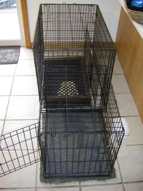 I like the idea of attaching crates together like this to give a dog a potty area and a sleep/play area. Puppy Area Indoor Ideas Small, Dog Potty Diy, Kennel Diy, Indoor Dog Potty, Cheap Dog Kennels, Double Dog Crate, Puppy Ideas, Diy Dog Crate, Whelping Box