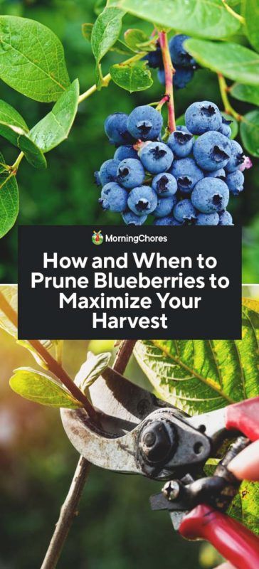 How And When To Prune Blueberries, Prune Blueberry Bush, When To Prune Blueberry Bushes, How To Prune Blueberry Bushes, Pruning Blueberries, Blueberries Plant, Blueberry Crafts, Blueberry Craft, Pruning Blueberry Bushes