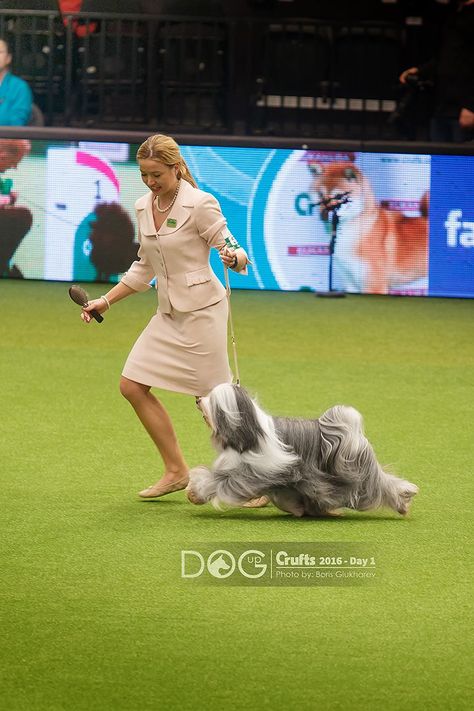 Dog Show Outfits, Dogs Aesthetic, Toy Dogs, Tibetan Terrier, Agility Training, Nose Work, American Kennel Club, Dog Activities, Dogs Of The World