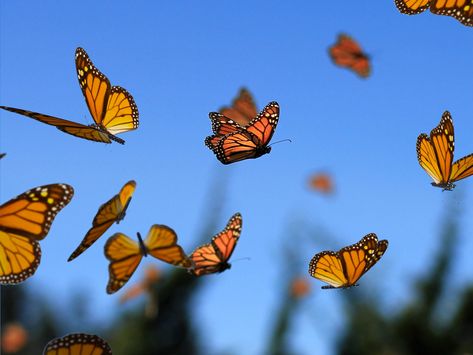 The Amazing Monarch Butterfly Migration | Think Blue Marble Monarch Butterfly Migration, Colorful Wings, Butterfly Migration, Butterfly Live, Milkweed Plant, Butterfly Images, Pretty Animals, Blue Marble, Monarch Butterfly