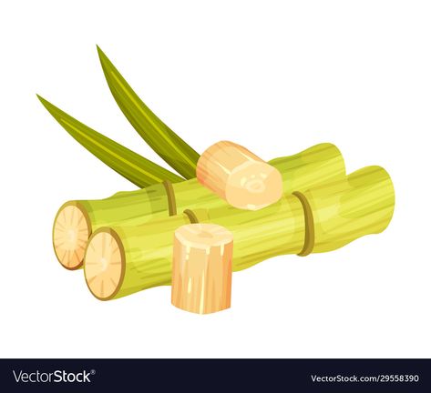 Sugarcane Illustration, Cane Plant, All About Me Preschool Theme, Me Preschool Theme, Eco Food, Fruit Drawing, Sugarcane Juice, All About Me Preschool, Number Game