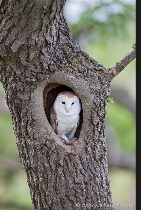 Barn Owl Peaceful House, Owl In Tree, Owl Wings, Barn Owls, Owl Books, Owl Artwork, Owl Wall Art, Owl Photos, Beautiful Owl