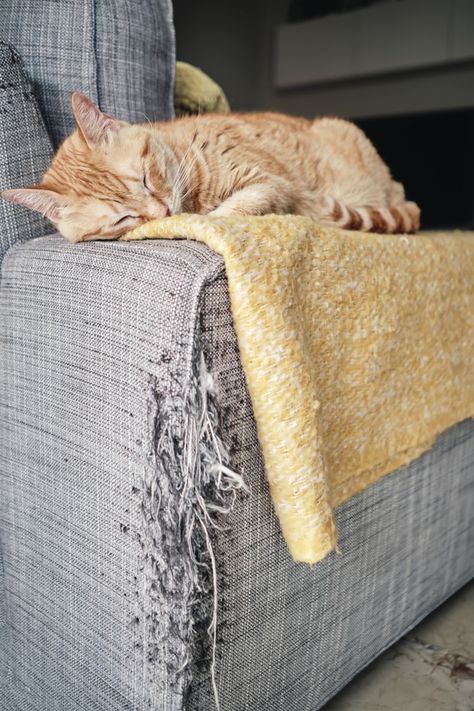 Cat Friendly Sofa, Cat Scratched Furniture, Cat Scratch, Couch Cat Scratcher Diy, Fix Cat Scratched Furniture, Repair Cat Scratched Furniture, How To Fix Cat Scratched Furniture, Cat Scratcher For Couch, Stop Cats From Scratching Furniture