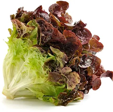 Amazon.com: red sails lettuce Red Lettuce, Red Leaf Lettuce, Leaf Lettuce, Lettuce Seeds, Jasmine Plant, Chinese Money Plant, Seed Bank, Lettuce Leaves, Red Leaves