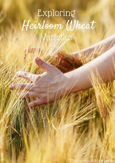 Wheat is a big thing in the prepper community. Explore some heirloom wheat varieties and see how they compare to modern varieties. Prepper Community, Growing Wheat, Emergency Food Storage, Seed Saving, Edible Landscaping, Food Forest, Garden Guide, Big Thing, Off Grid Living