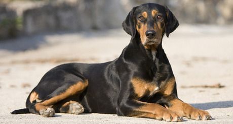 Transylvanian Hound, German Longhaired Pointer, Brazilian Terrier, Hungarian Dog, Greenland Dog, Doberman Mix, Husky Puppies For Sale, Hound Breeds, Puppy Time