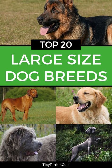 Medium Large Dog Breeds, Big Dog Breeds List, Dog Breeds Big, Dog Cpr, Best Large Dog Breeds, Best Family Dog Breeds, List Of Dog Breeds, Big Dogs Breeds, Kangal Dog