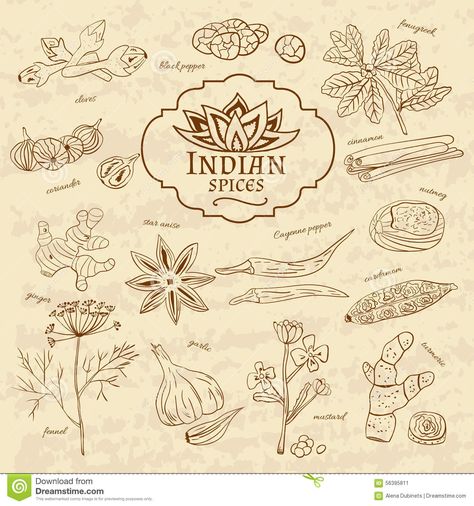 Set Of Spices And Herbs Cuisines Of India On Old - Download From Over 47 Million… Indian Spices Illustration, Spices Aesthetic, Pub Pictures, Spices Illustration, Ag Logo, Herbs Illustration, Spices Packaging, Family Recipe Book, Tea Packaging Design