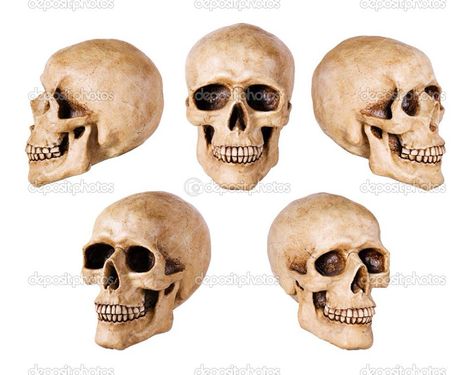 Skulls at different angles reference Skull Angles, Human Skull Photography, Skull Anatomy, Skull Reference, Skull Model, Human Head, Skull Face, Different Angles, Model Drawing