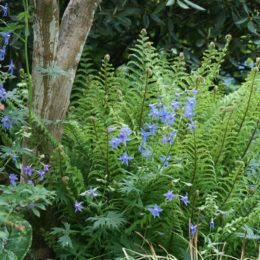 Dryopteris affinis | Hardy Fern Foundation Dryopteris Affinis, Shade Tolerant Plants, Europe Photos, Front Garden, Fern, Photo Galleries, Foundation, Herbs, Plants