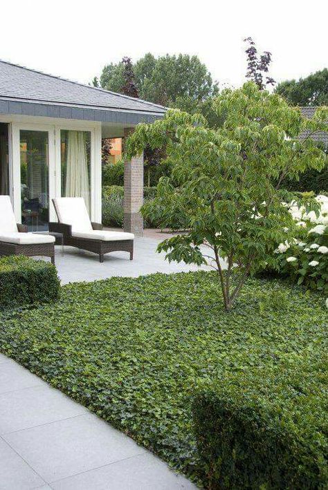 Easy Landscapes, Lawn Alternatives, Eco Garden, Hillside Landscaping, English Ivy, Garden Design Plans, Lawn And Landscape, Garden Architecture, Home Landscaping