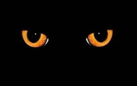 In The Blink of an Eye – Proactive Aging http://proactiveantiaging.blogspot.com/ Halloween Tumblr, Happy Halloween Gif, Witch Gif, Greetings Images, Halloween Gif, Black Cat Eyes, Fright Night, Halloween Cartoons, Good Buddy