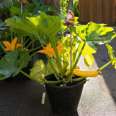 Planting Zucchini In Pots, Growing Zucchini In Containers, Zucchini In Pots Growing, Growing Courgettes Vertically, Zucchini Pasta Recipes, Ideal Home Magazine, Zucchini Recipes Baked, Zucchini Recipes Healthy, Zucchini Banana Bread