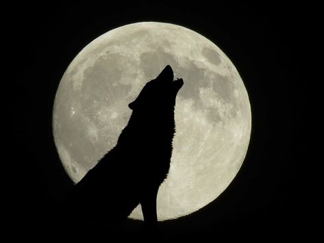 Full Wolf Moon, Moon Wolf, Gemini Constellation, Moon In Leo, Pagan Witch, Iphone 2, Wolf Moon, The Far Side, Super Moon