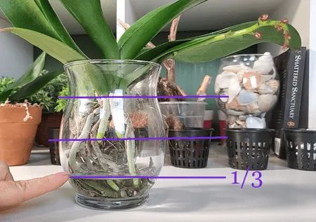 Orchid In Glass Vase, Transplanting Orchids, Water Culture Orchids, Orchid Propagation, Orchid Terrarium, Phalaenopsis Orchid Care, Repotting Orchids, Orchids In Water, Indoor Orchids