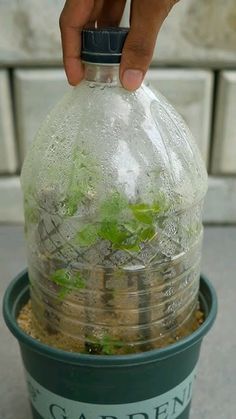 Bougainvillea Planting Ideas, Bougainvillea Tree, Plastic Bottle Planter, Planting Tips, Tree Garden, Growing Plants Indoors, Magical Garden, Organic Gardening Tips, Propagating Plants