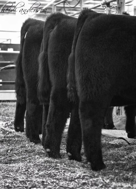 Legacy Livestock Photography Beef Showmanship, Club Calf, Cattle Showing, Beef Cows, Showing Cattle, Livestock Judging, Pig Showing, Show Steers, Show Cows