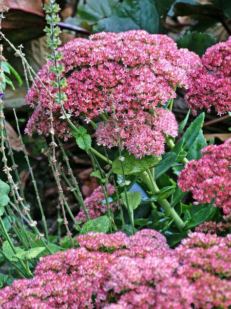 What Flowers to Plant This Fall? 10+ Exquisite Fall Flowers for Dallas Tx Autumn Joy Sedum, Drought Tolerant Perennials, Raised Flower Beds, Best Perennials, Perennial Garden, Ornamental Grasses, Landscaping With Rocks, Planting Bulbs, Flowers Perennials