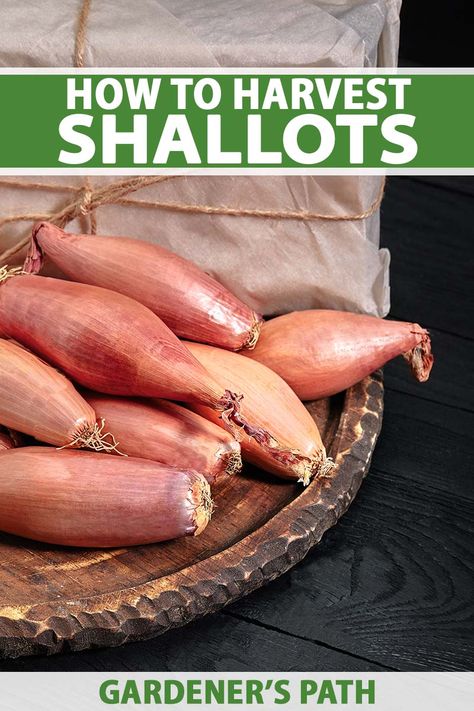 If you are growing shallots in your garden, you might be feeling a bit confused about how and when to pick the delicious bulbs. Do you pull them up when the tops turn yellow, or does something else have to happen too? Discover when and how to harvest shallots now on Gardener’s Path. #shallots #harvest #gardenerspath Growing Shallots, Growing Vegetables At Home, Harvest Storage, Gardening Tricks, Vegetable Benefits, Vegetable Garden Tips, Vegetable Garden Planning, Home Grown Vegetables, Garden Plan