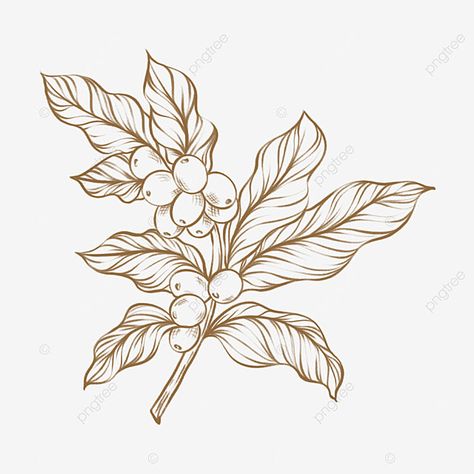 Coffee Leaves Illustration, Coffee Plant Line Art, Coffee Plant Sketch, Coffee Leaf Illustration, Coffee Plant Art, Coffee Plant Illustration, Uzbek Architecture, Coffee Bean Plant, Tea Leaves Illustration